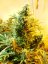 Skunk 1 - Standardized Seeds 10 pcs Dutch Passion