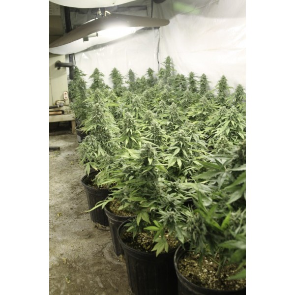 StarRyder autoflowering semínka 3ks Dutch Passion