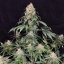 Medikit - Feminized Seeds, 10 pcs, Buddha Seeds