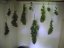 Black Jack – feminizované semienka 10 ks Sweet Seeds