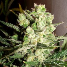 AutoWhite Widow® - selbstblühende Samen 7 Stück Dutch Passion Passion