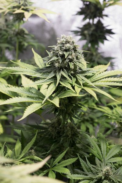 Moby Dick CBD - 5 feminizowanych nasion Dinafem