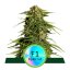 Epsilon F1 - samonakvétacie semená 5ks, Royal Queen Seeds