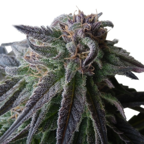 Special Queen n. 1 - feminizovaná semínka 5 ks Royal Queen Seeds