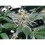 Red Diesel  – feminizované semienka 5 ks Barney Farms