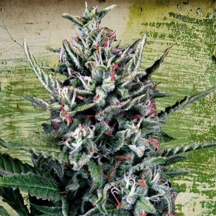 Auto Silver Bullet autoflowering seeds 5pcs of Ministry of Cannabis