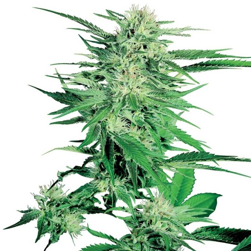Big Bud - 10 ks feminizovaná semena Sensi Seeds