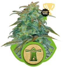 Royal Haze Automatic - fem. a autoflowering semienka 3ks Royal Queen Seeds