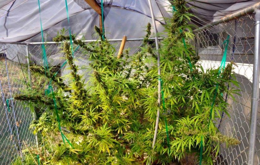 Shiva Shanti II 10 ks štandardizované feminizované semená Sensi Seeds