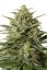 White Widow XXL Auto - fem. a autoflowering semienka 3ks Dinafem