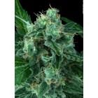 Auto Wappa - feminized And autoflowering seeds 5 pcs Paradise Seeds