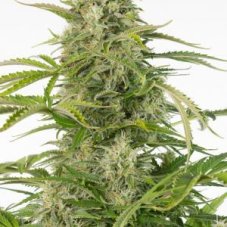 Ser Autoflowering CBD - fem. i nasiona autoflowering 10 sztuk Dinafem