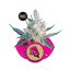 Royal Cheese (Fast Flowering) - feminizované semienka 5 ks Royal Queen Seeds
