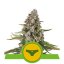 Sherbet Queen - feminizované a samonakvétací semienka 5 ks Royal Queen Seeds