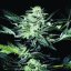 Atomical Haze - feminisierte Samen 3 Stück Paradise Seeds