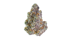 Maven Genetics Blue Lotus S1 feminized seeds, 6 pcs