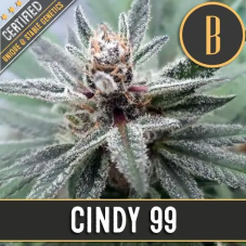 Blimburn Seeds Cindy 99 feminizované semená, 9 ks