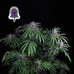 Purple Ghost Candy - feminisierte Hanfsamen 3 Stück, Seedsman