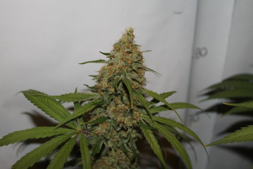 CBD Kush®- feminizované semena 10 ks Dutch Passion