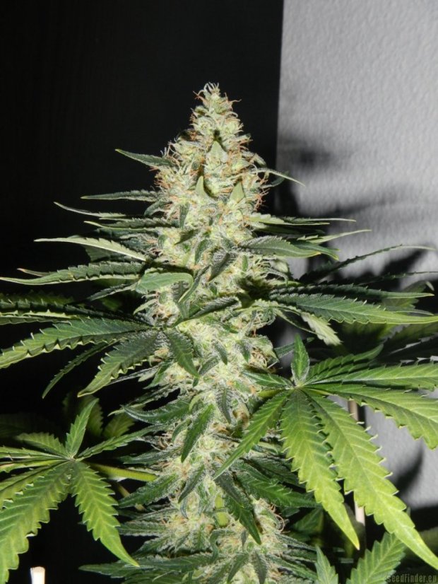 Utopia Haze – feminizovaná semínka 5 ks Barney's Farm