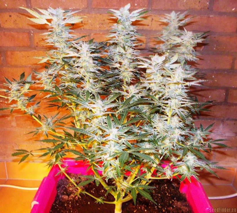 Amnesia Haze Automatic - samonakvétací semínka 10ks Royal Queen Seeds