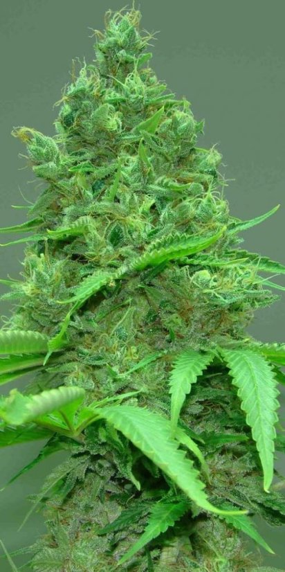 Ice Cool - Nasiona feminizowane 3 szt. Sweet Seeds