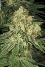 Allkush - Feminized seeds 5 pcs Paradise Seeds
