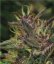 Blueberry Muffin Feminizovaná Semínka - 5