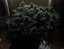 8 Ball Kush – feminizované semienka 10 ks Barney Farms