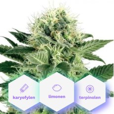 Northern Light Fast Version - semillas de cannabis feminizadas 3 uds Cannapio