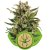 White Widow Automatic - feminizovaná a samonakvétací semínka 3 ks Royal Queen Seeds