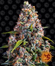 Strawberry Cheesecake Auto - autoflowering marijuana seeds 3 pcs Barney´s Farm