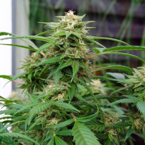 White Rhino - feminized marijuana seeds 5 pcs Nirvana Seeds