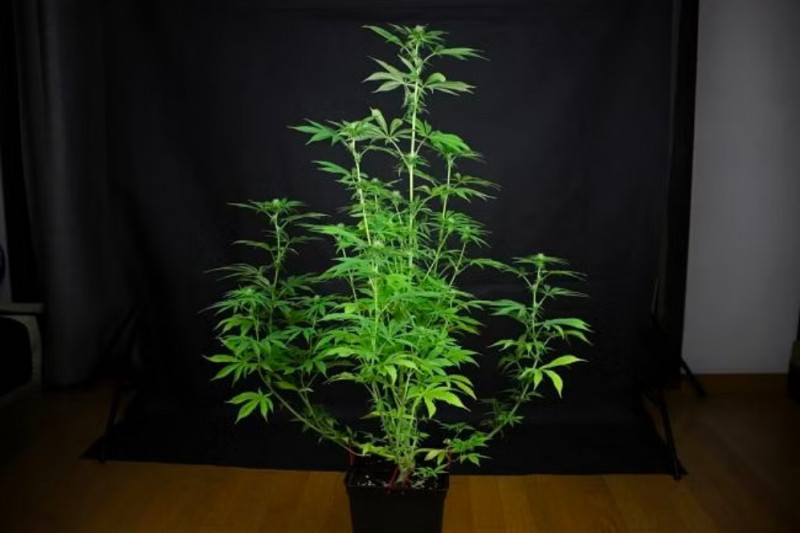 L.A. Peyote Kush - feminizované semienka konope 10 ks, Seedsman