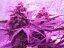 Amnesia Haze Automatic - feminized And autoflowering seeds 3 pcs Royal Queen Seeds