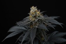 Perfect Tree Seeds Pink Gasoline nasiona feminizowane