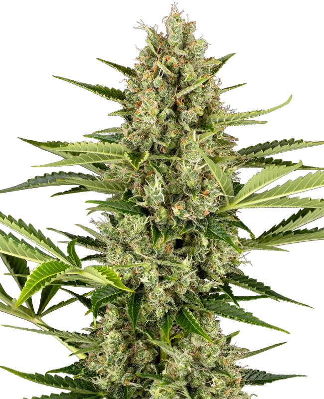 Jack Herer Selbstblühend, 5 Stk, Sensi Seeds