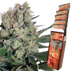 Sirup auto - feminizovaná semena, 3 ks, Buddha Seeds