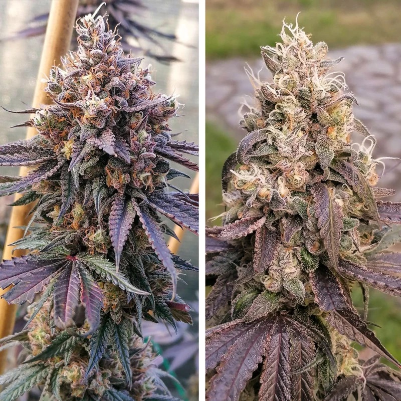 GMO Fast - feminizované semená, 10 ks, Dutch Passion