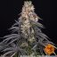 Girl Scout Cookies - feminizované semená, 3 ks, Barneys Farm