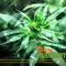 Cannabis and Sleep: 10 Things You Should Know
