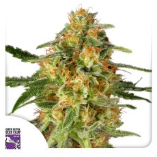 TNT Trichome - feminizovaná semena 8 ks, Super Sativa Seed Club