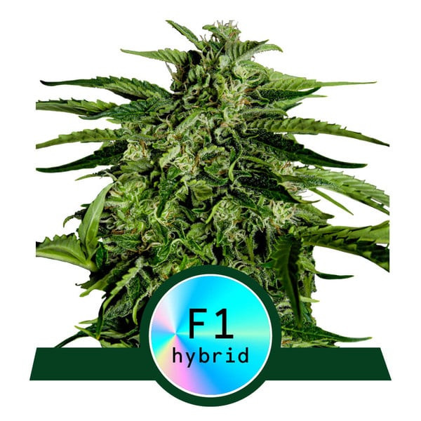 Apollo F1 - autoflowering marijuana seeds 10pcs, Royal Queen Seeds