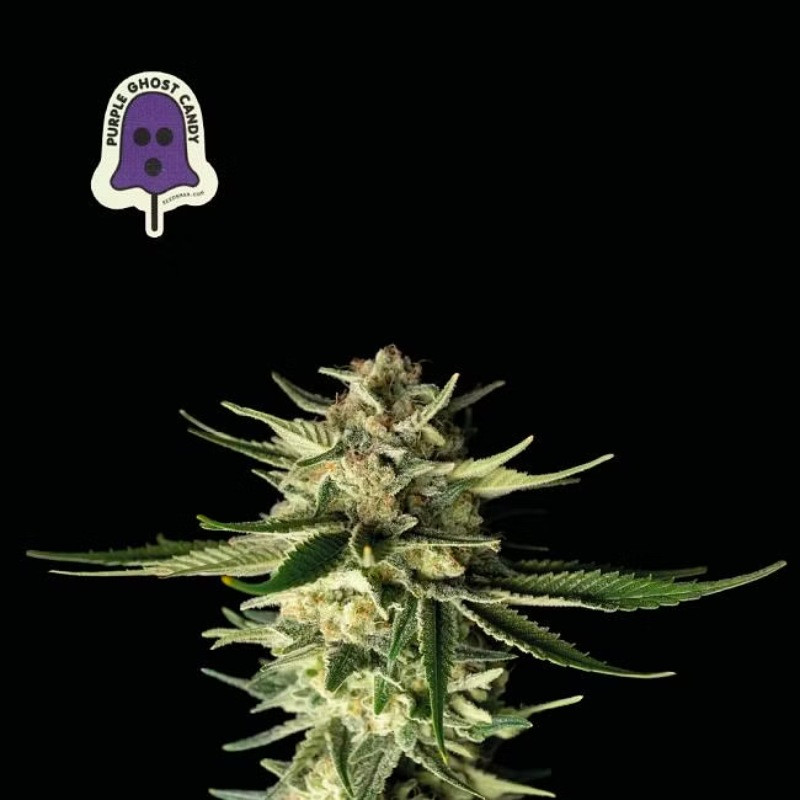 Purple Ghost Candy - feminizované semienka konope 3 ks, Seedsman