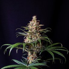 Shogun - feminizovaná semínka 10 ks Royal Queen Seeds