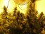 White Widow - 10 feminized Dinaf seeds