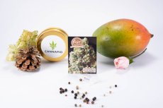 White Critical - feminisierte Samen 5 Stück Fair Seeds