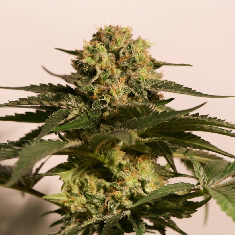 CBD Critical Cure - feminizovaná semínka 5 ks Barney´s Farm