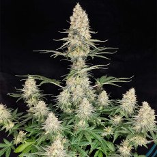 Quasar - feminizovaná semena, 10 ks, Buddha Seeds