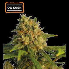 OG Kush Feminizowane Nasiona -5